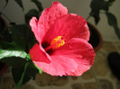 Hibiscus 11