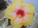 Hibiscus 12