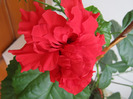 Hibiscus 15