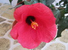 Hibiscus 21