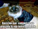 poze_amuzante_poza_amuzanta_pisica_nu_este_multumita_de_hainuta_pe_care_o_poarta_1