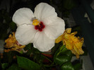 DSC00445