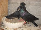 DSCN1379