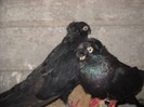 DSCN1381