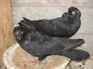 bimotati 04.10.2011