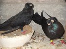 bimotati 04.10.2011