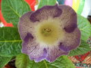 gloxinia