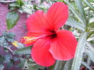 hibiscus