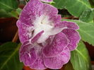 gloxinia