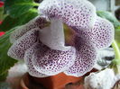 gloxinia