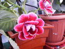 gloxinia