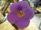 si achimenes Rainbow