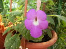 achimenes Patens major