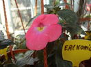 achimenes Erlkonig