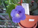 achimenes Violet Night
