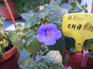 achimenes Charm