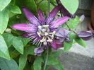 passiflora