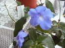 achimenes Kim Blue
