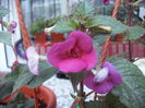 achimenes hard to get
