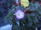 achimenes Sauline