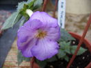 achimenes Blueberi riplle