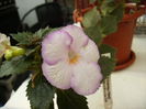 achimenes