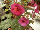 achimenes hard to get