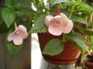 achimenes Double pink Rose