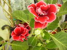gloxinia