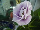 gloxinia