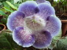 gloxinia