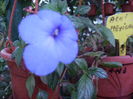 achimenes mexicana