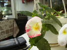 achimenes White swan