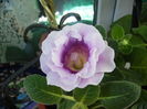 gloxinia