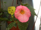 achimenes Vie en rose