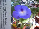 achimenes Longiflora major