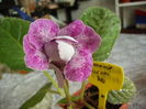 gloxinia Visnevni bal