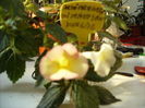 achimenes Himalayan sunrise