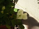 bouga alba