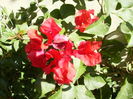 bouga dubla rosie