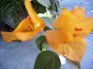 bouga Golden tango
