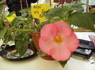 achimenes Vie en rose 3