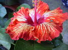 hibiscus