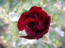 DSCF5418