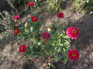 DSCF5421