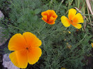 DSCF5423