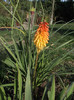 DSCF5424
