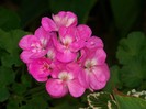 100_9194