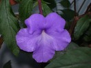 Kim Blue