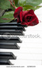 stock-photo-red-rose-lies-on-the-piano-keyboard-32085304